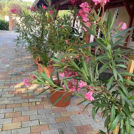 Apartmán Magnolia