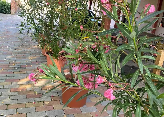 Apartmán Magnolia